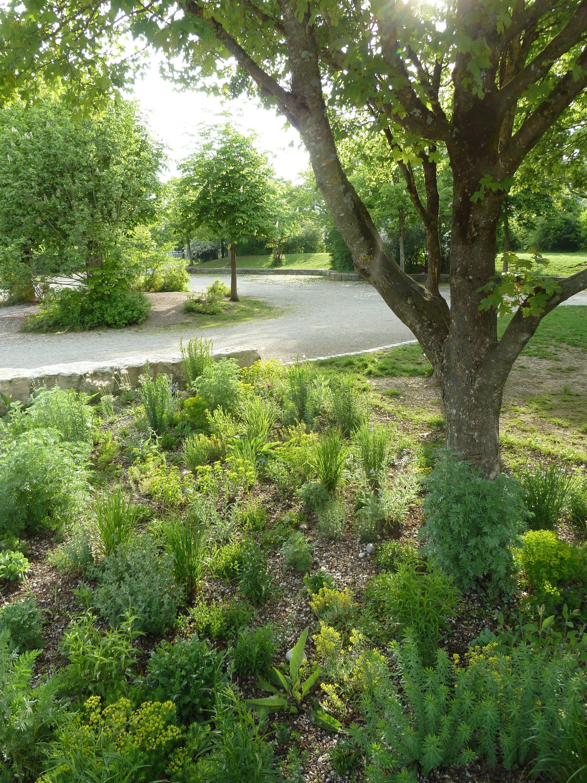 A tree surrounded by lots of green plants in a park