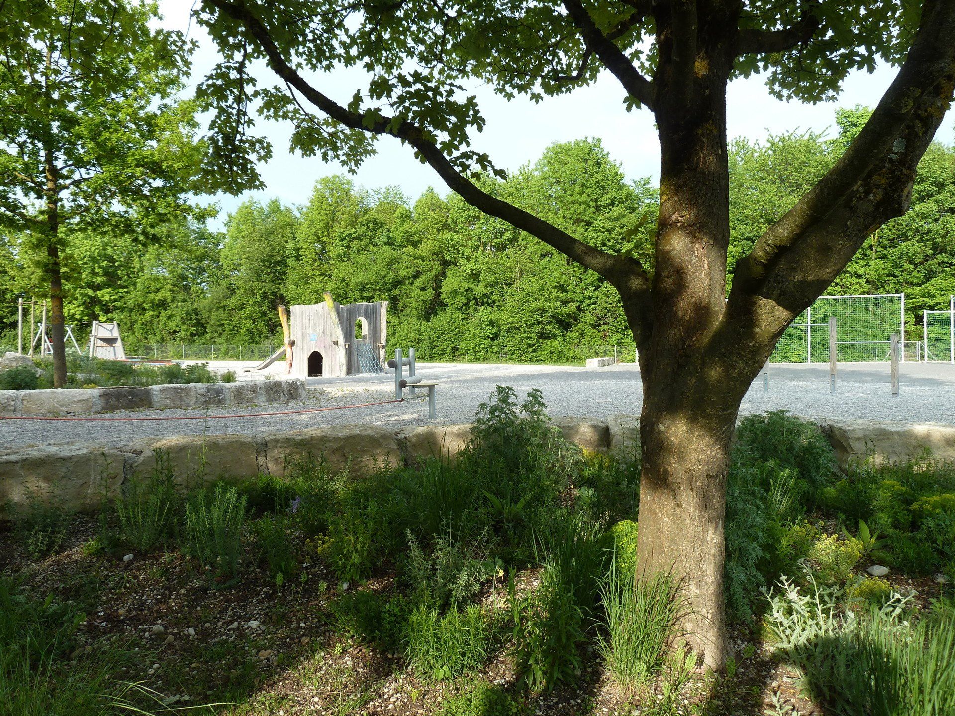 A tree in a park with a playground in the background