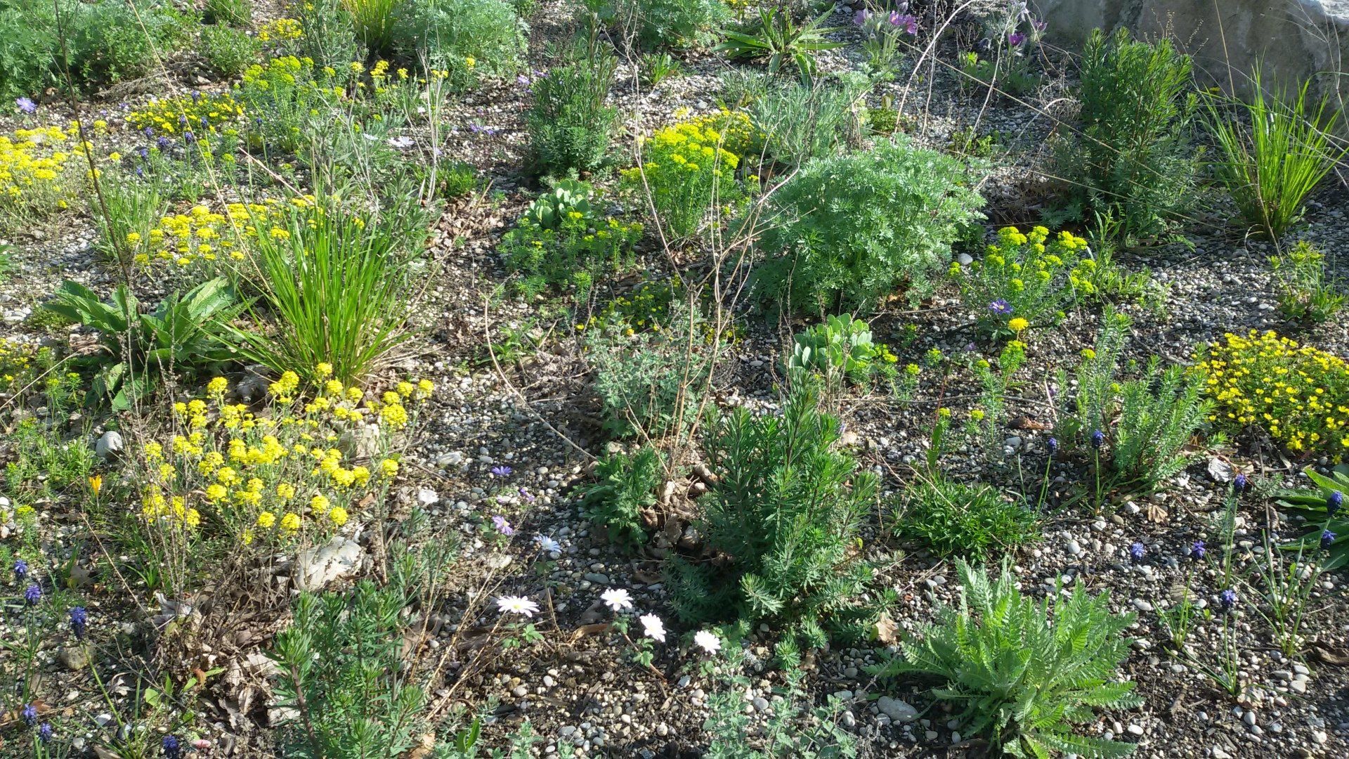 There are many different types of plants and flowers in this field.