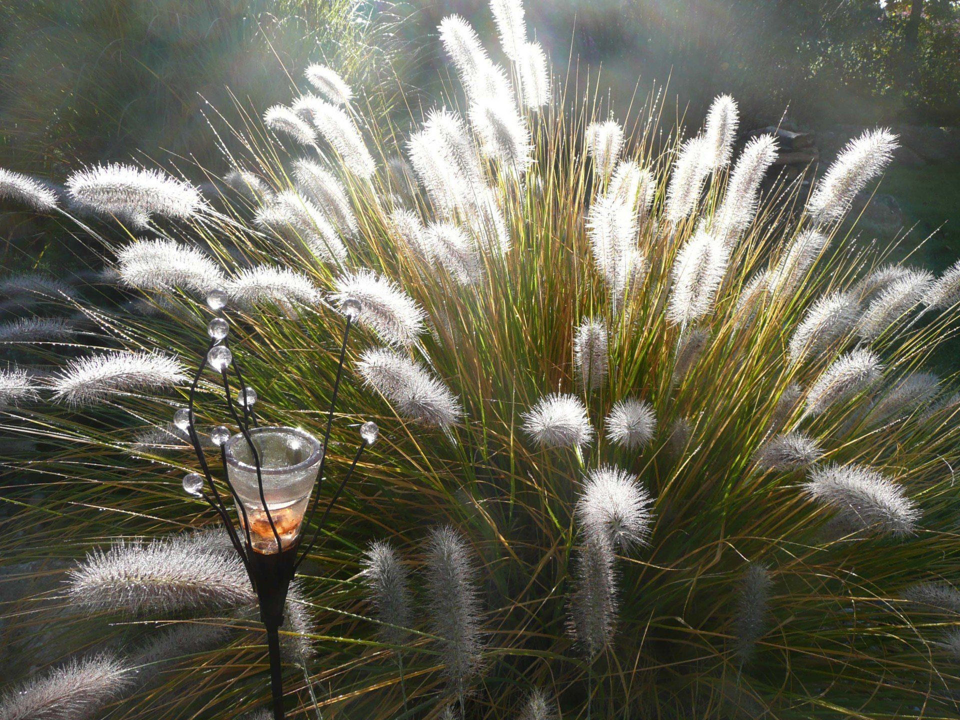 A close up of a plant with a candle in it