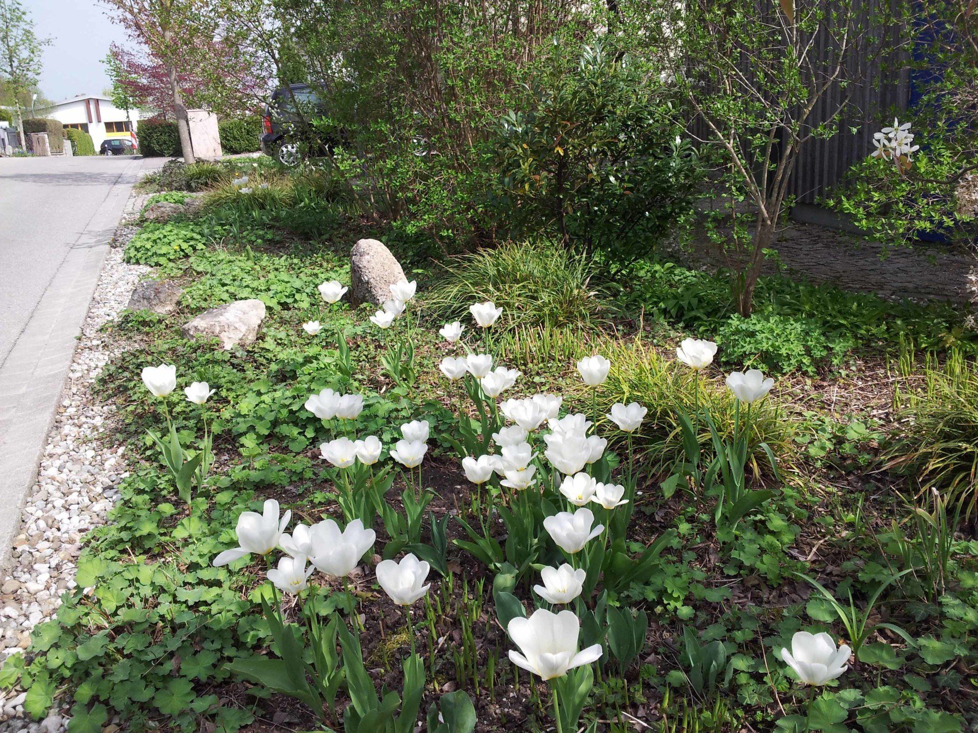 A bunch of white flowers are growing in a garden