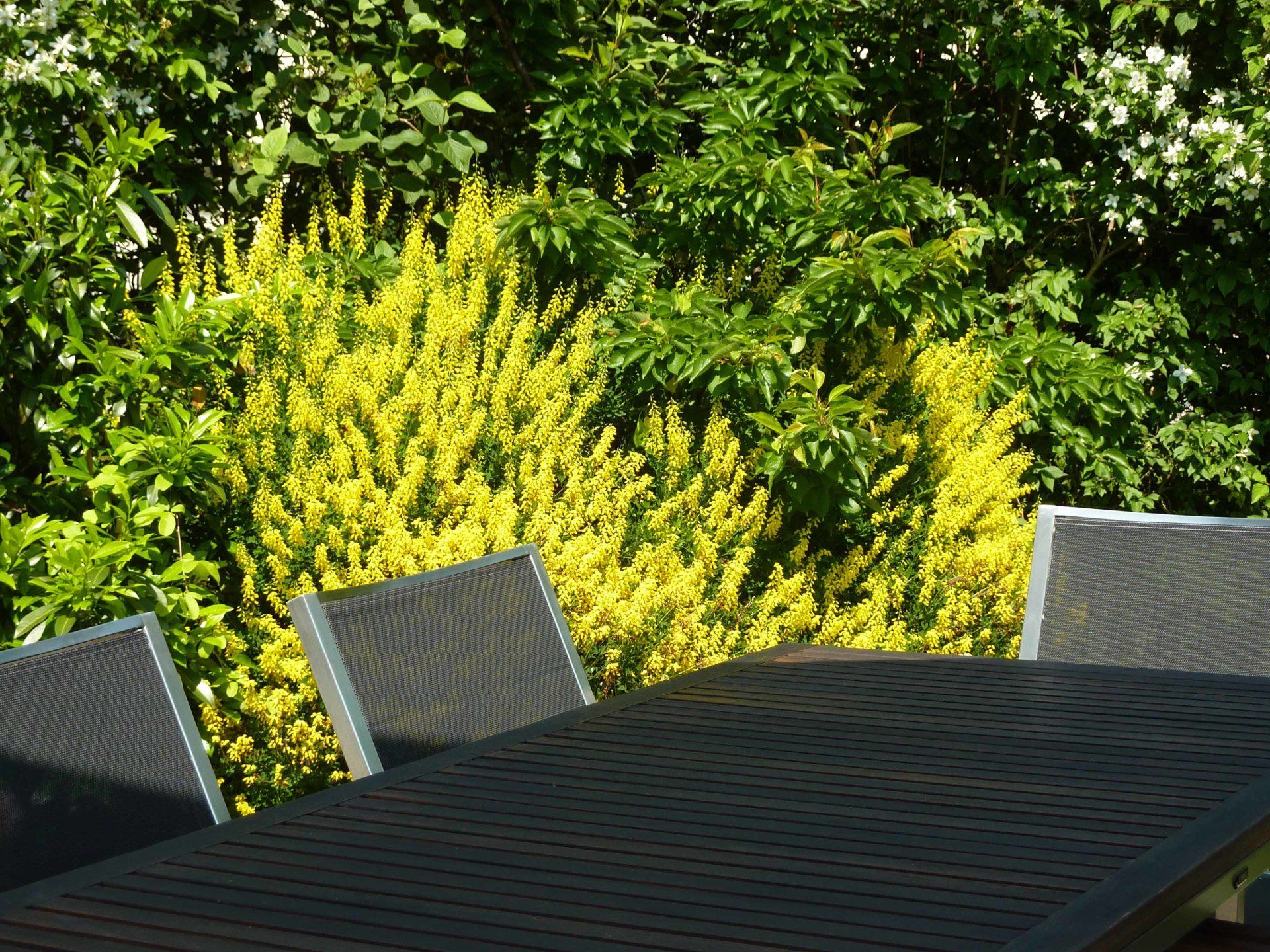 A table and chairs in front of a bush with yellow flowers