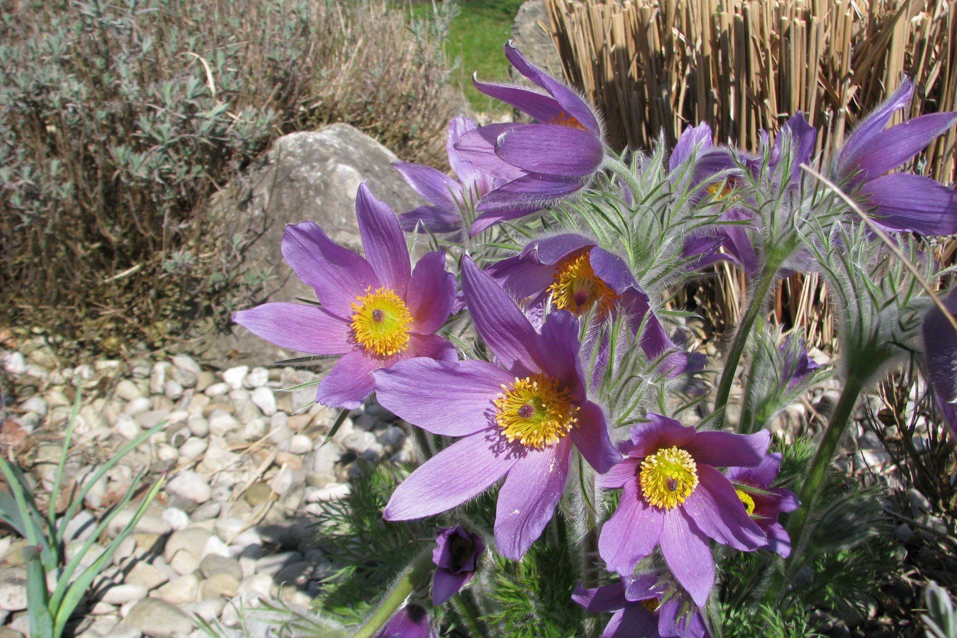 A bunch of purple flowers with a yellow center