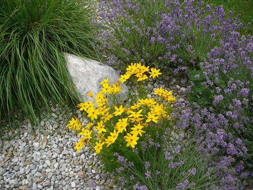 There are many different types of flowers in this garden.