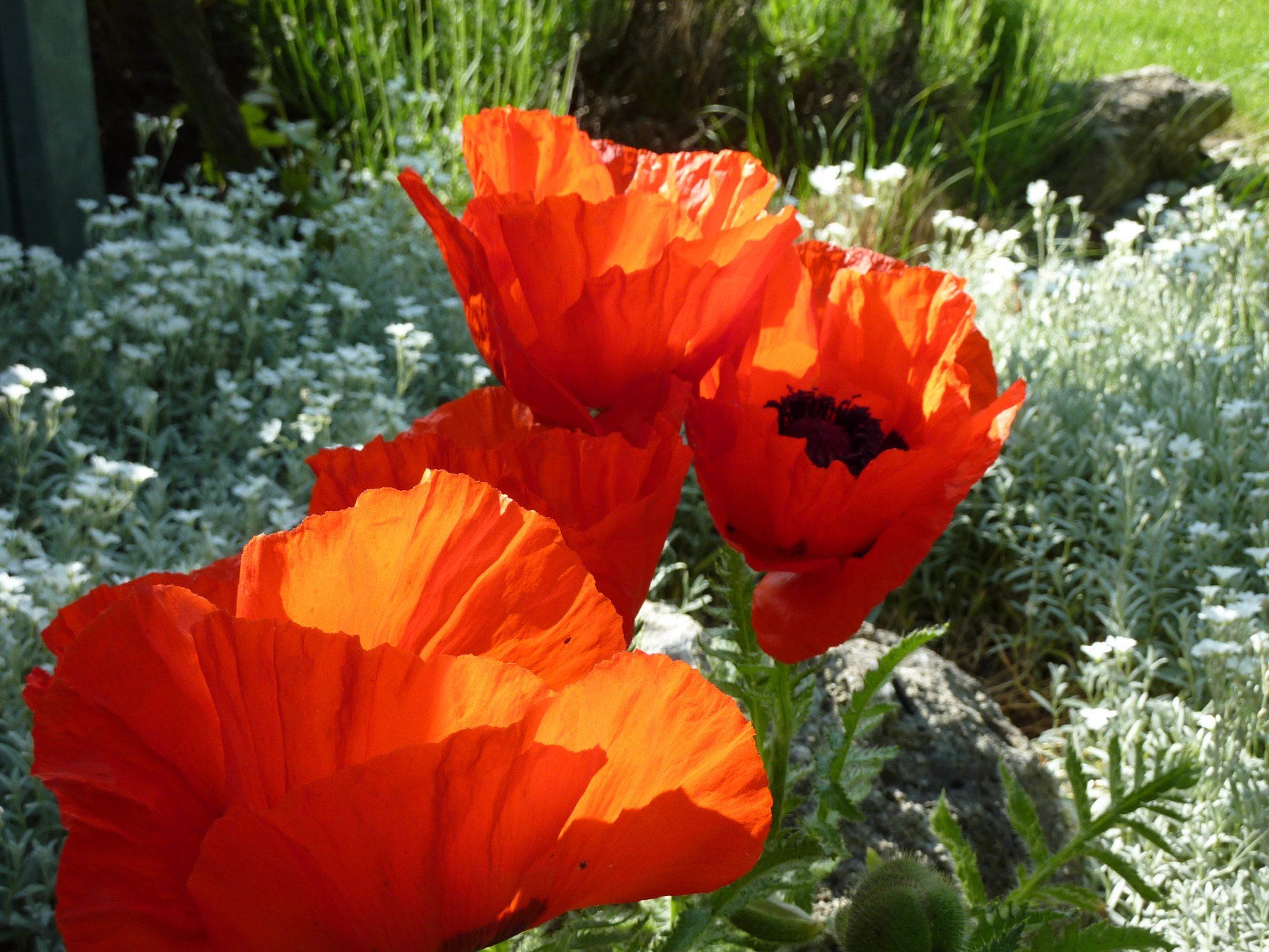 Three red flowers are growing in a field of white flowers
