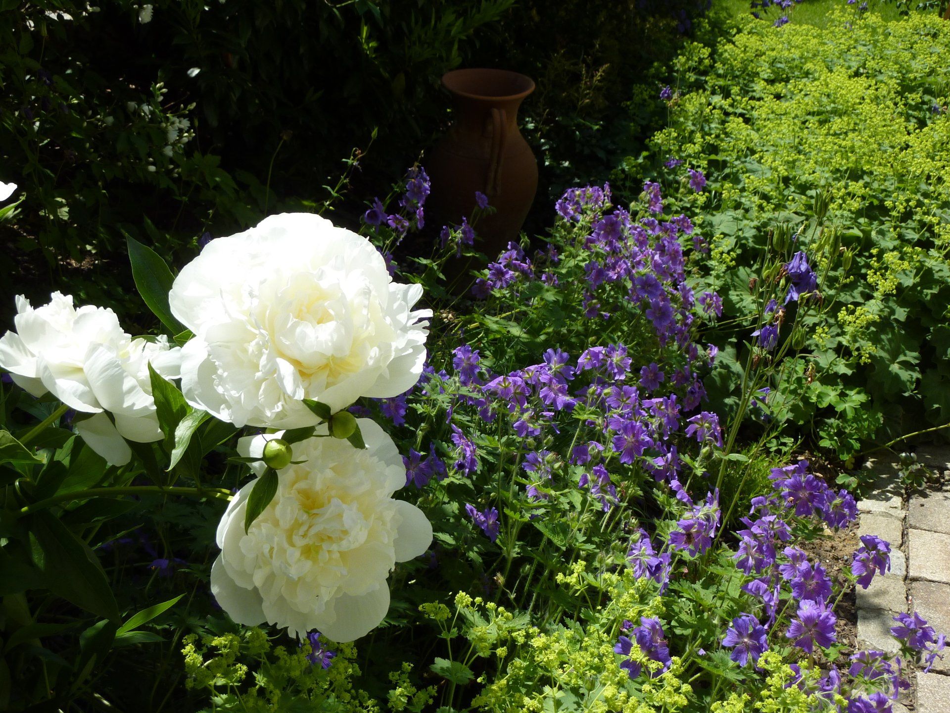 A white flower is surrounded by purple flowers in a garden