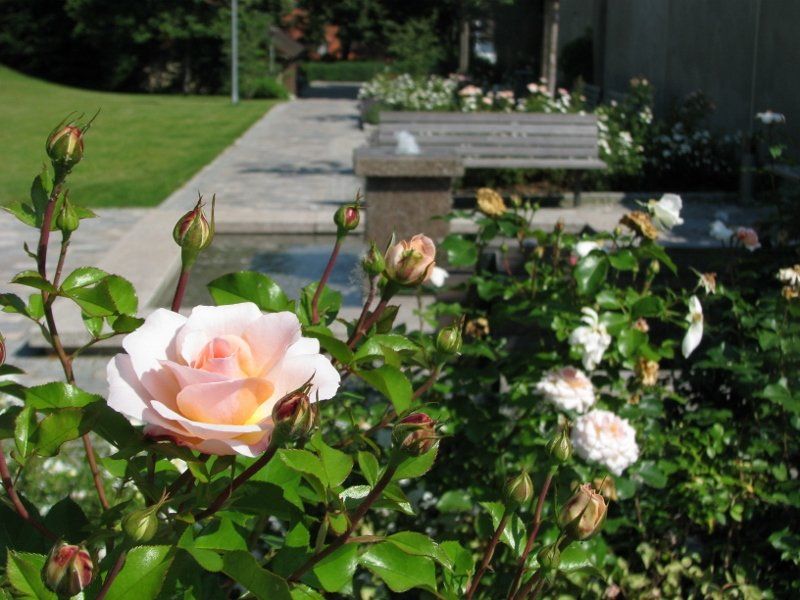 A close up of a pink rose in a garden