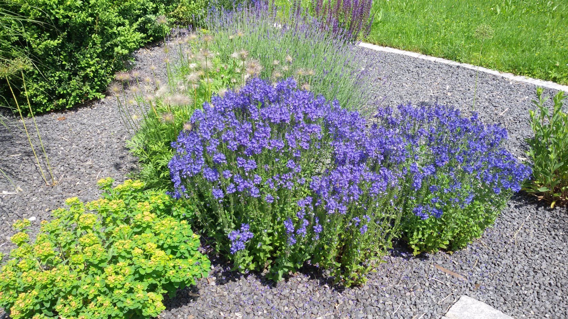 A bunch of purple flowers are growing in a gravel garden.