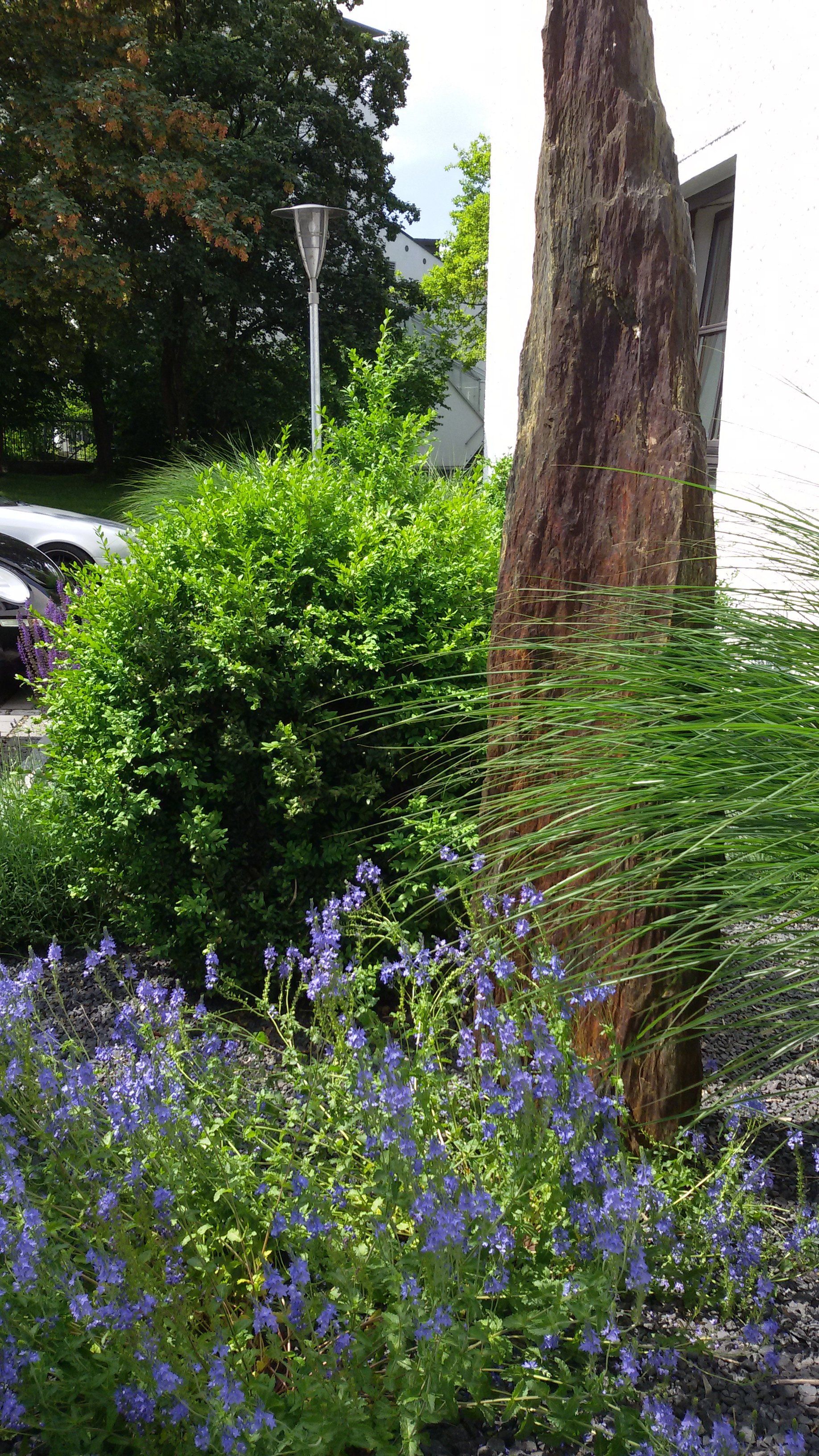 A tree stump is surrounded by purple flowers in a garden.