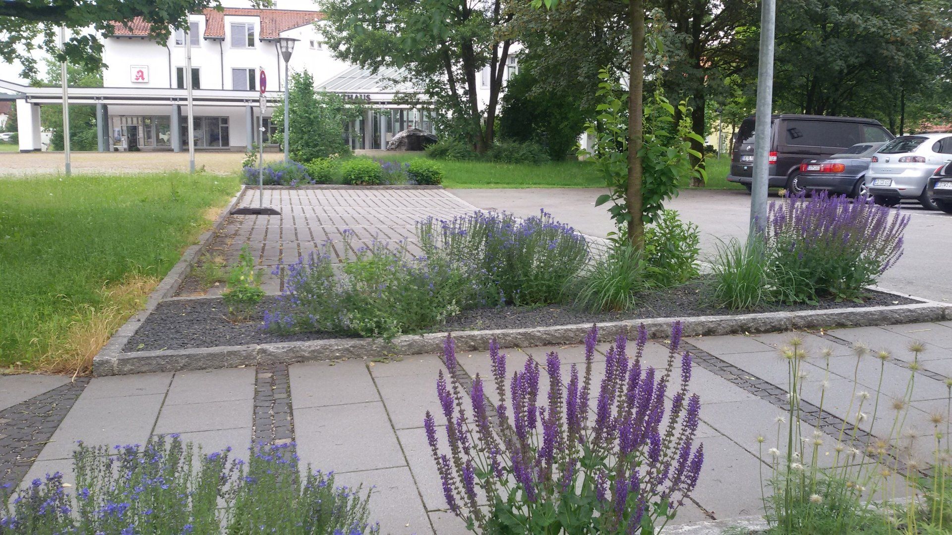 A parking lot with purple flowers in the middle of it