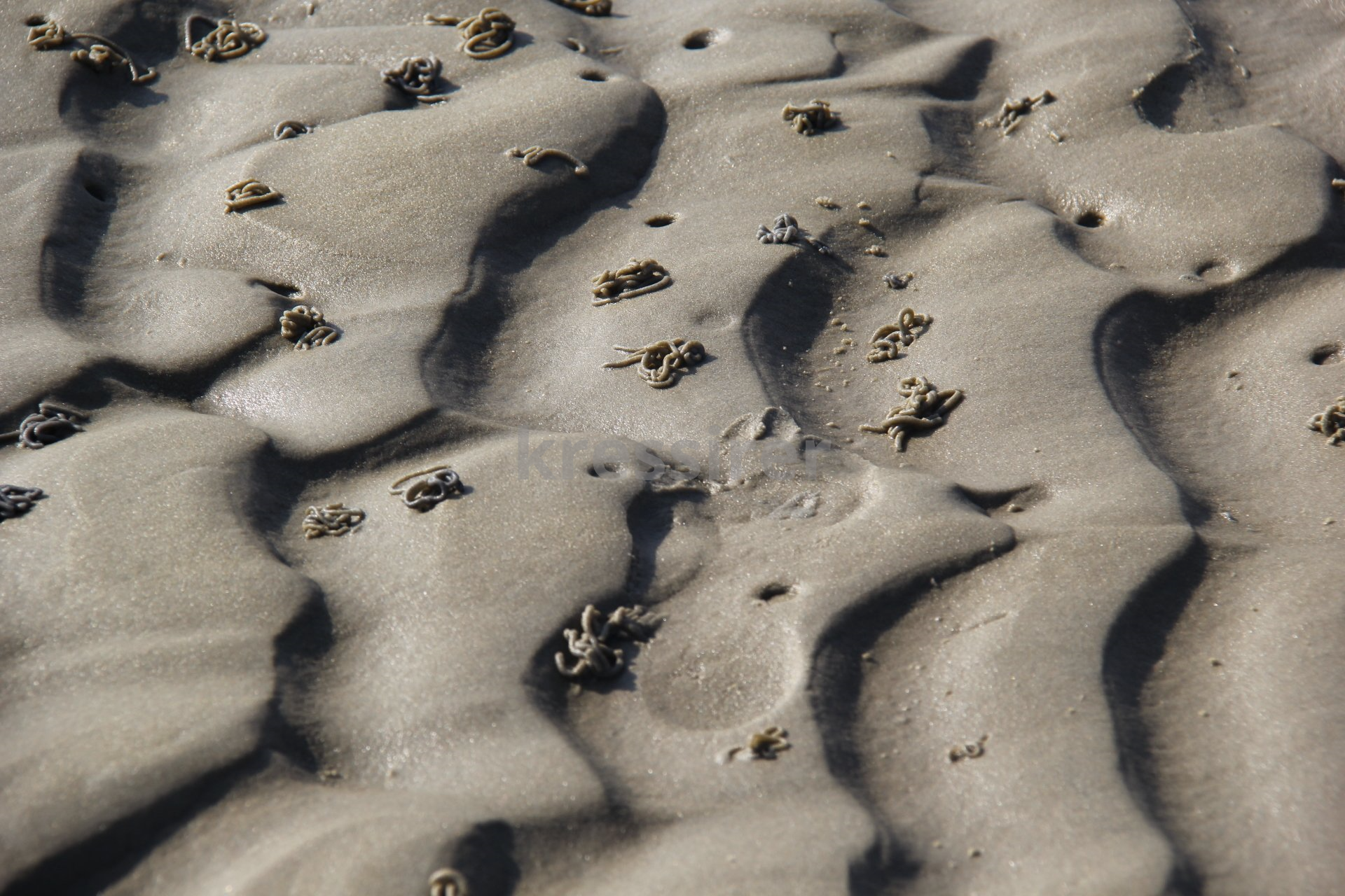 A close up of a sandy surface with a few crabs on it