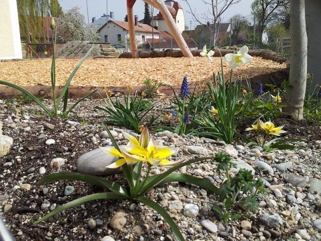 A yellow flower is in the middle of a rock garden