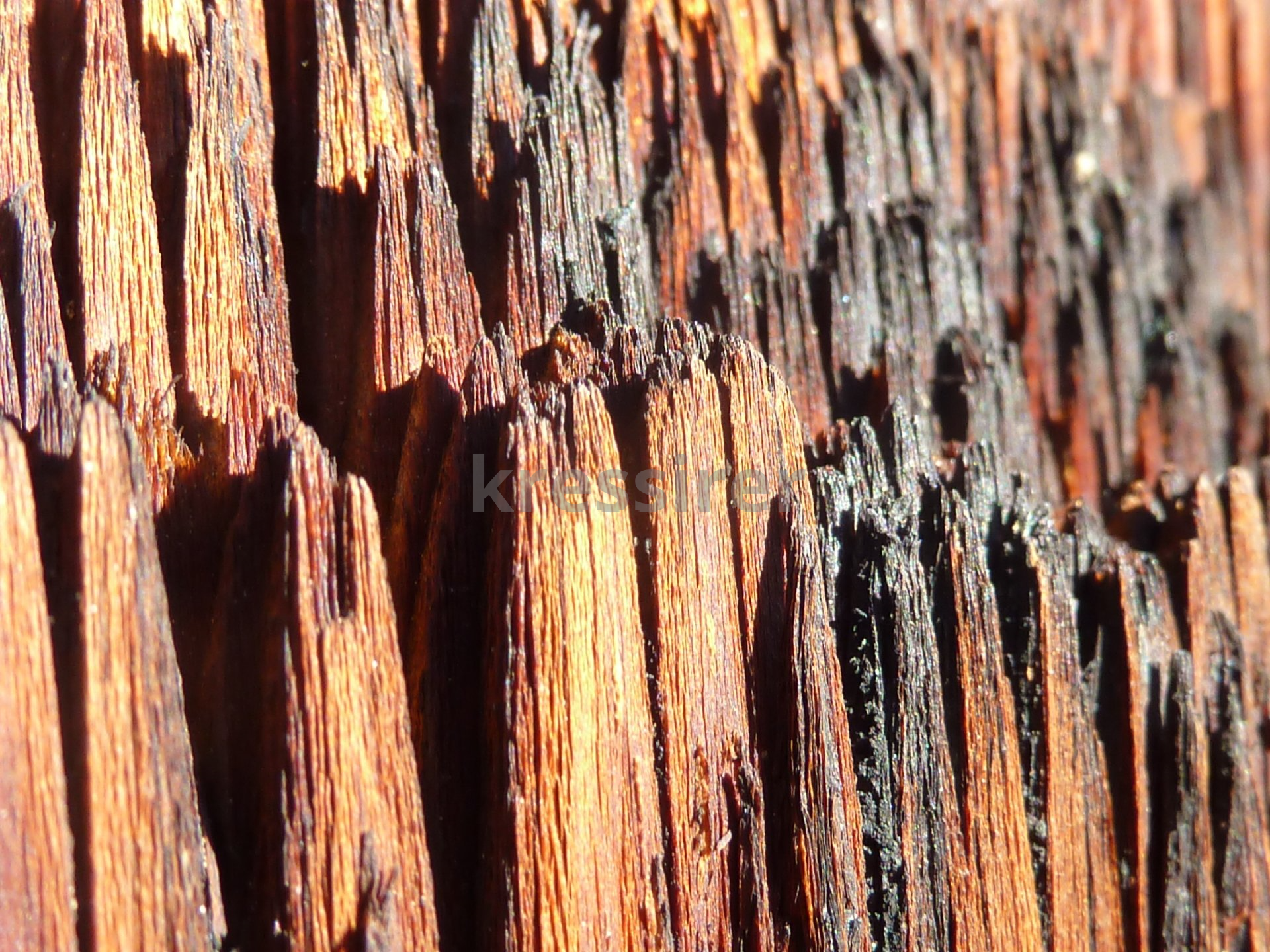A close up of a piece of wood shows the texture of the wood