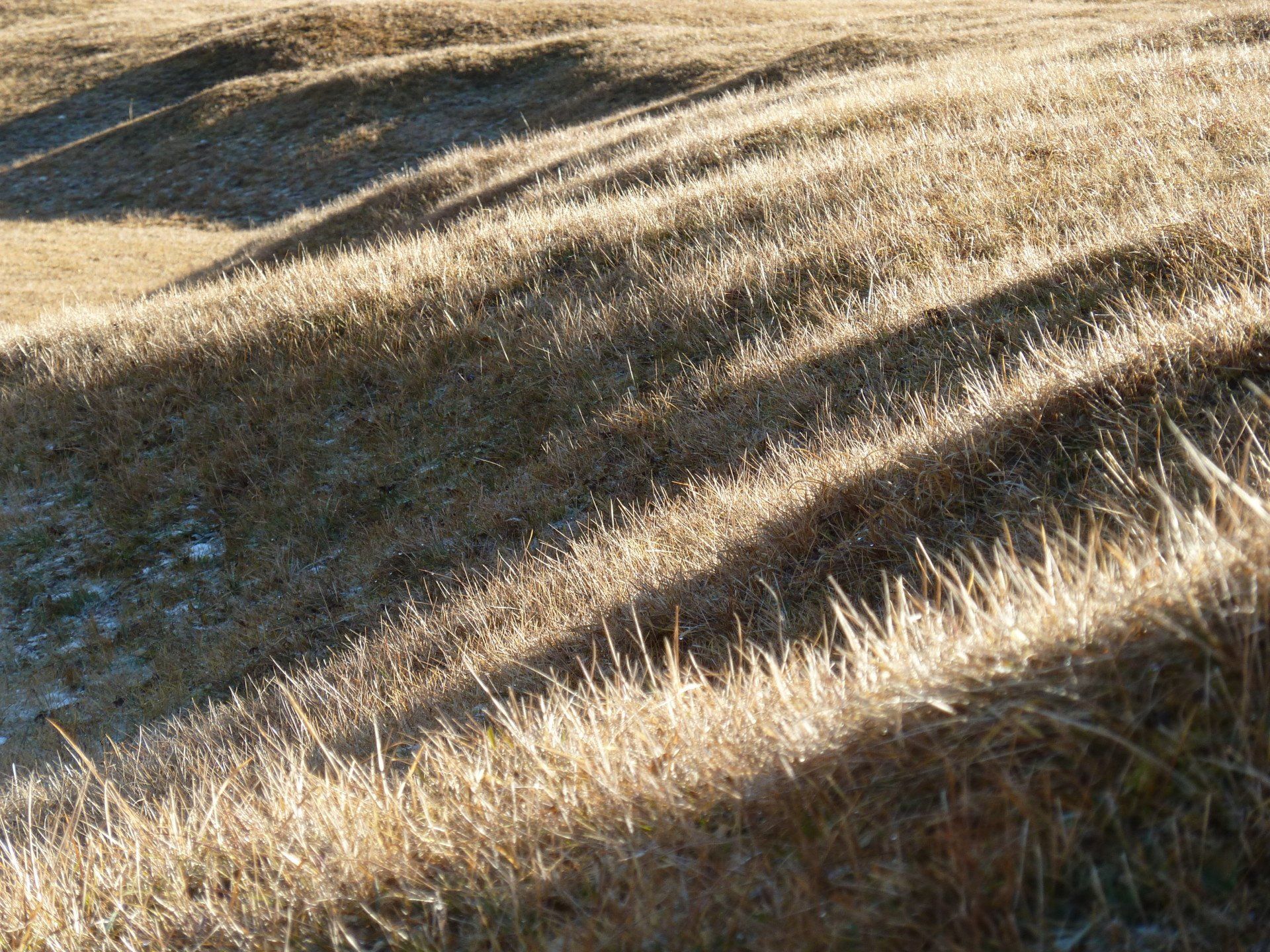 A field of dry grass with shadows on the ground