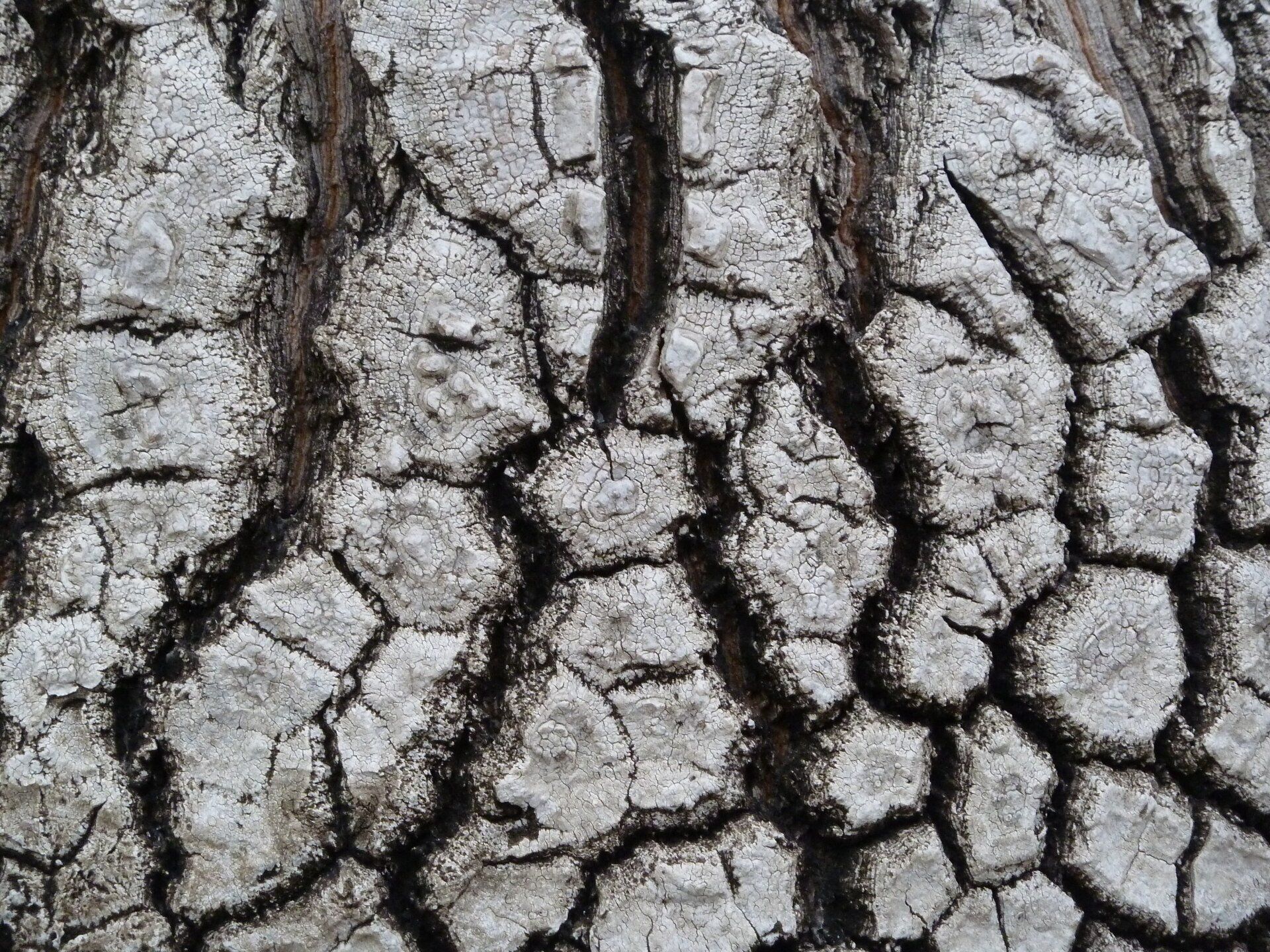 A close up of the bark of a tree trunk.