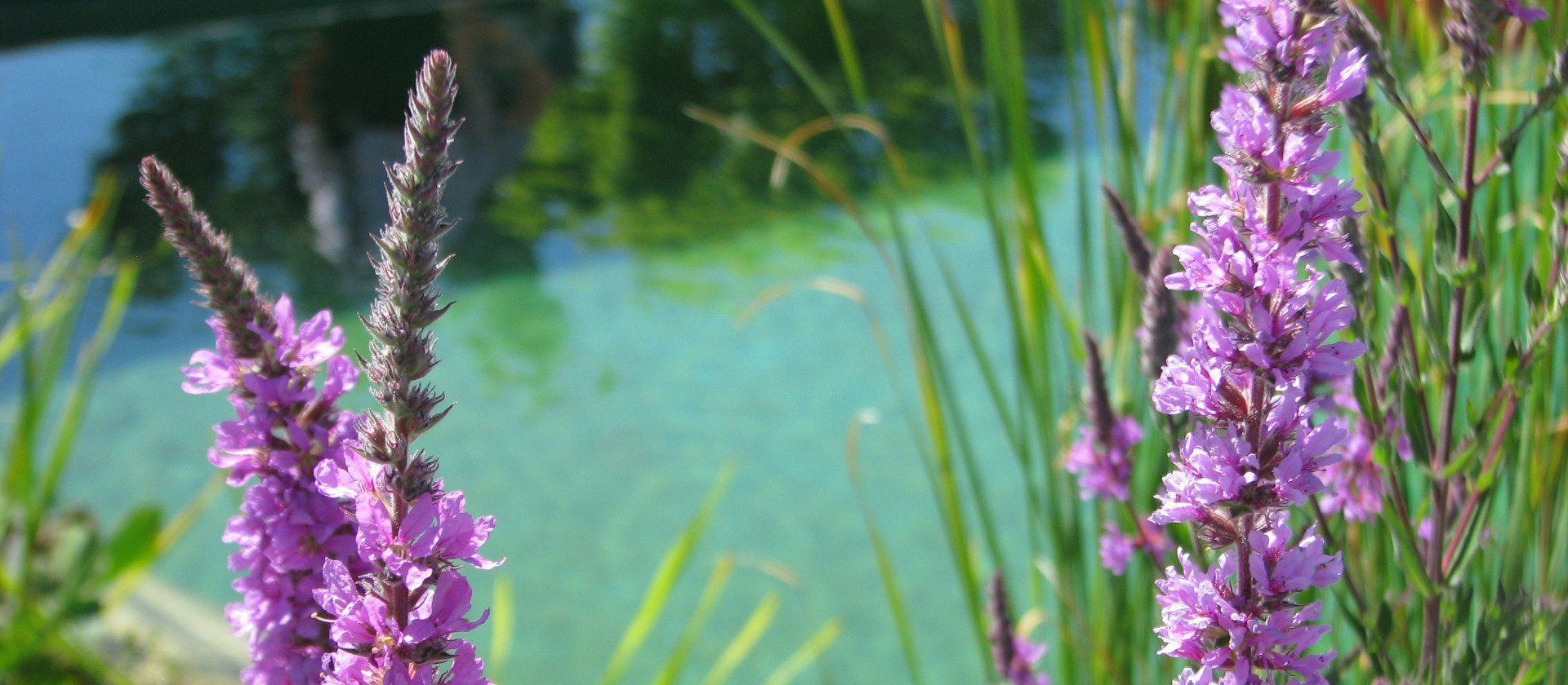 Purple flowers are growing in front of a body of water