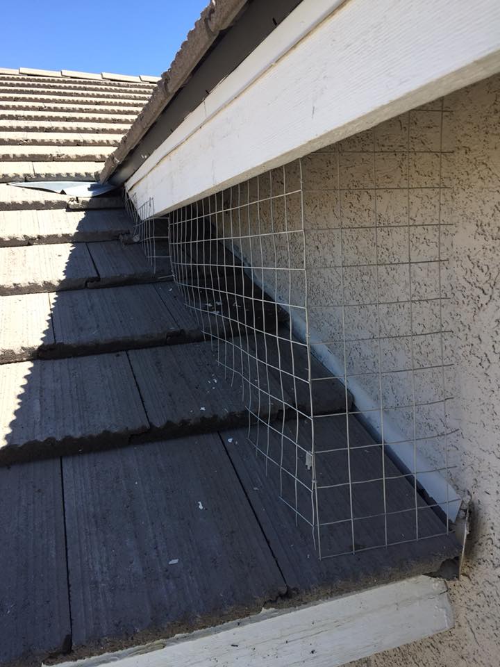 Roof with pigeon screen - Las Vegas, NV - Pigeons B Gone