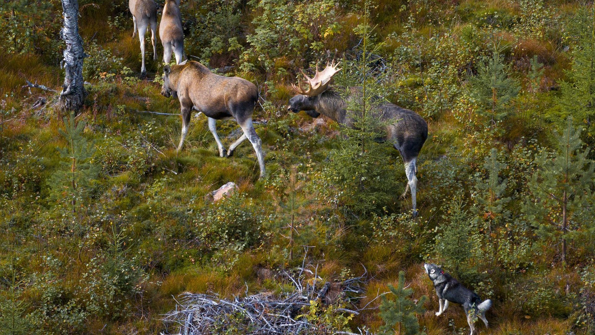 A herd of moose are walking through a grassy field.