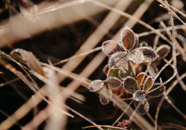 A close up of a plant with frost on it