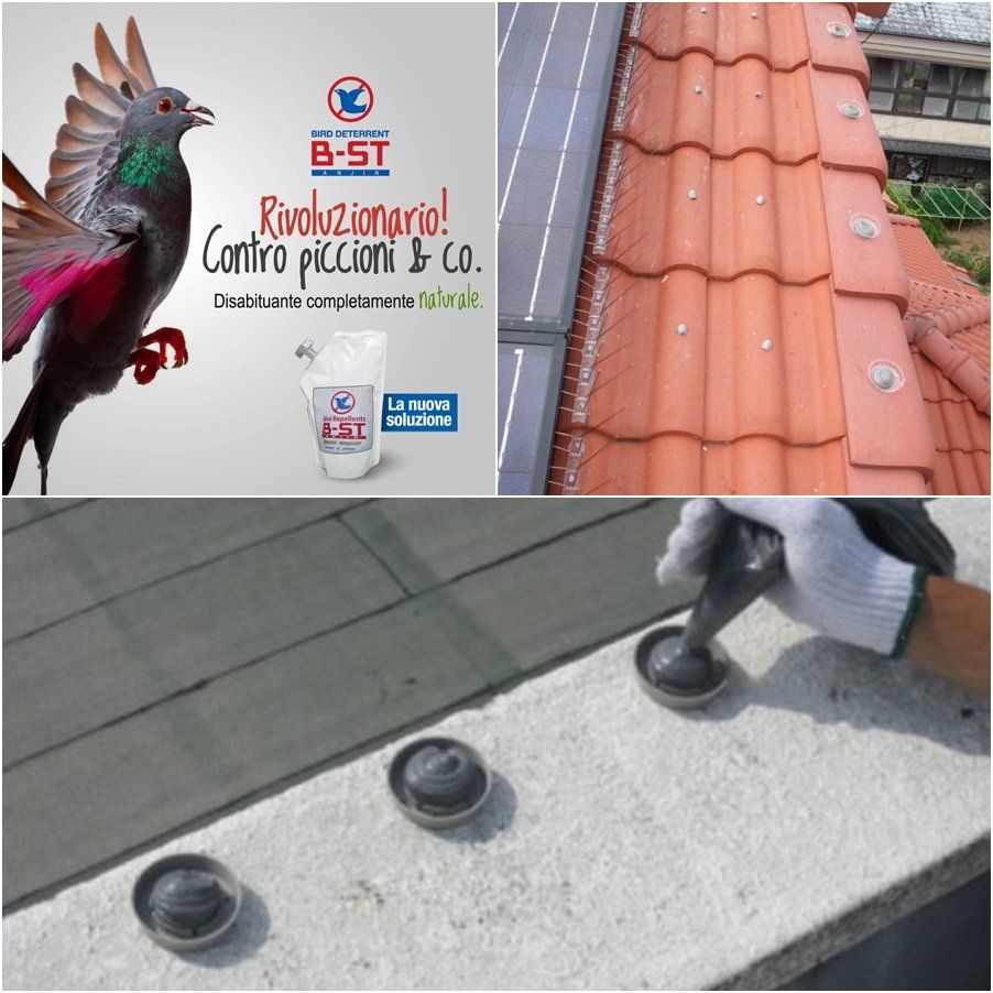 disabituante per piccioni