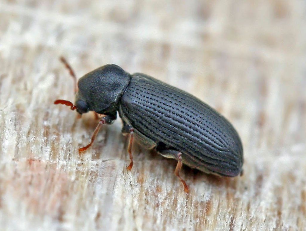 disinfestazione tarli