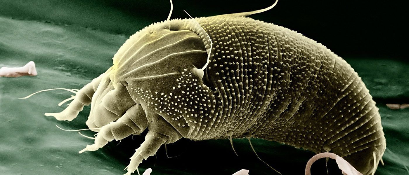 disinfestazione acari