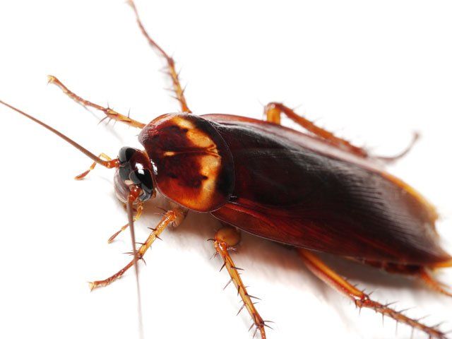 eliminazione scarafaggi