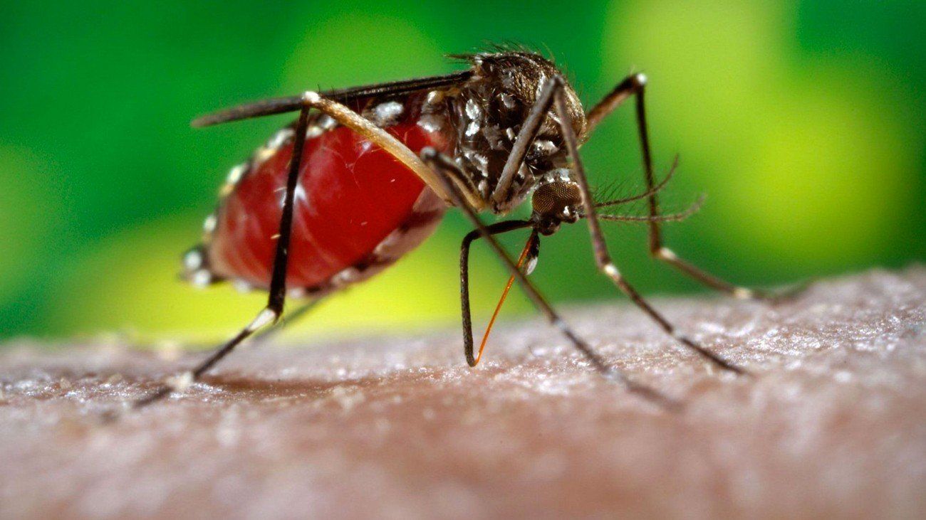 disinfestazione zanzare