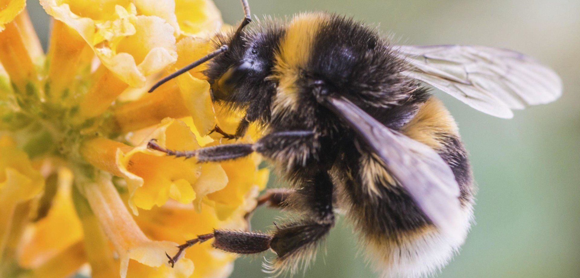 disinfestazione vespe