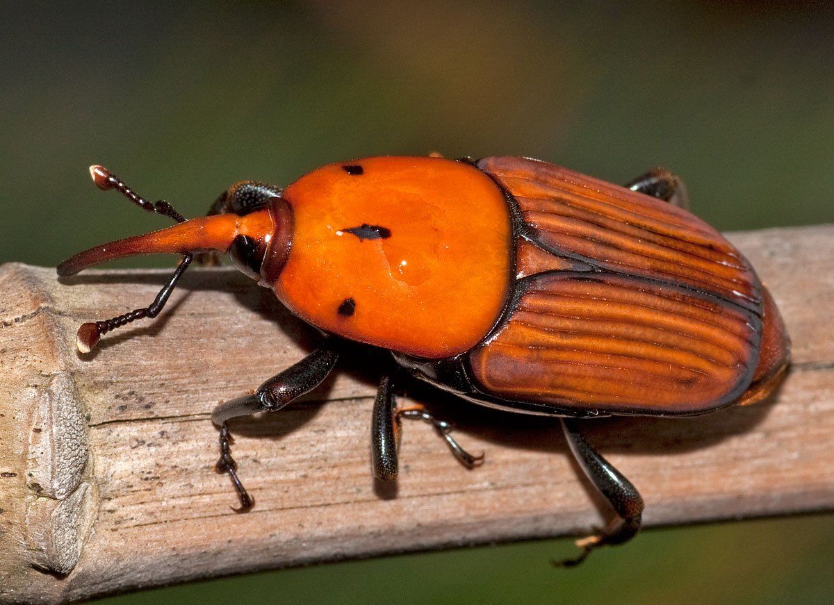 disinfestazione punteruolo rosso