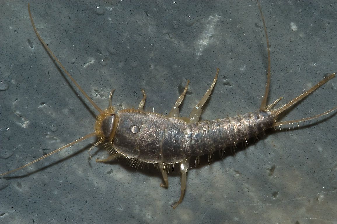 disinfestazione lepisme