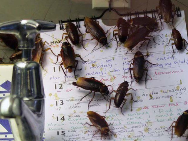 deblattizzazione da scarafaggi