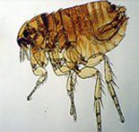 disinfestazione da acari