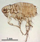 disinfestazione pulci