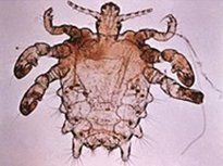 disinfestazione Piattola