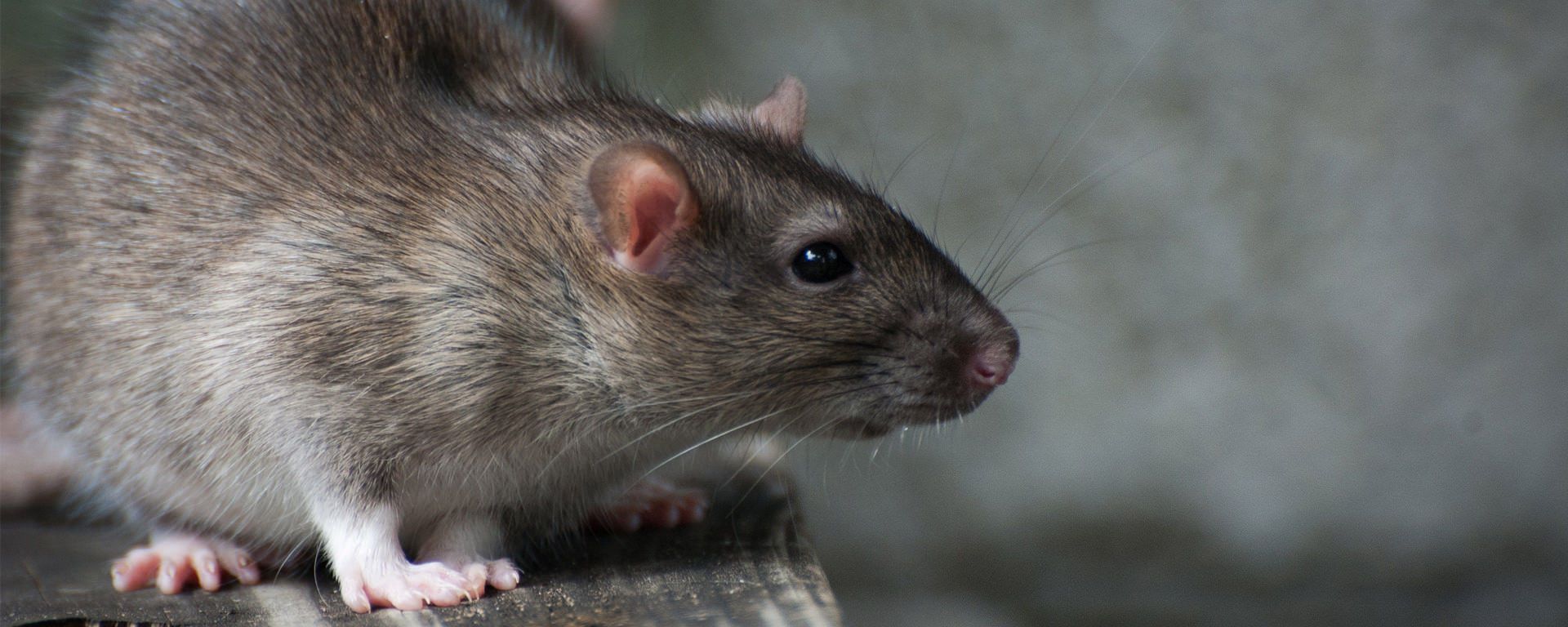 derattizzazione ecologica