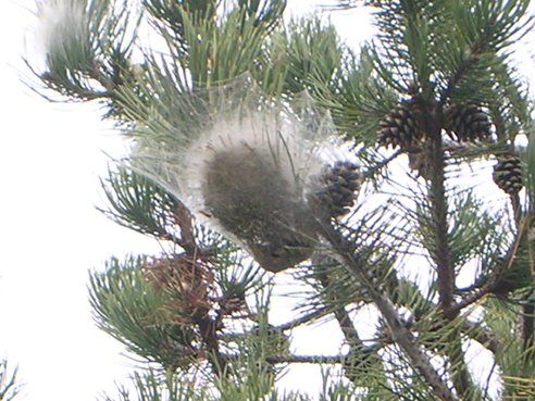 Disinfestazione Processionaria del Pino