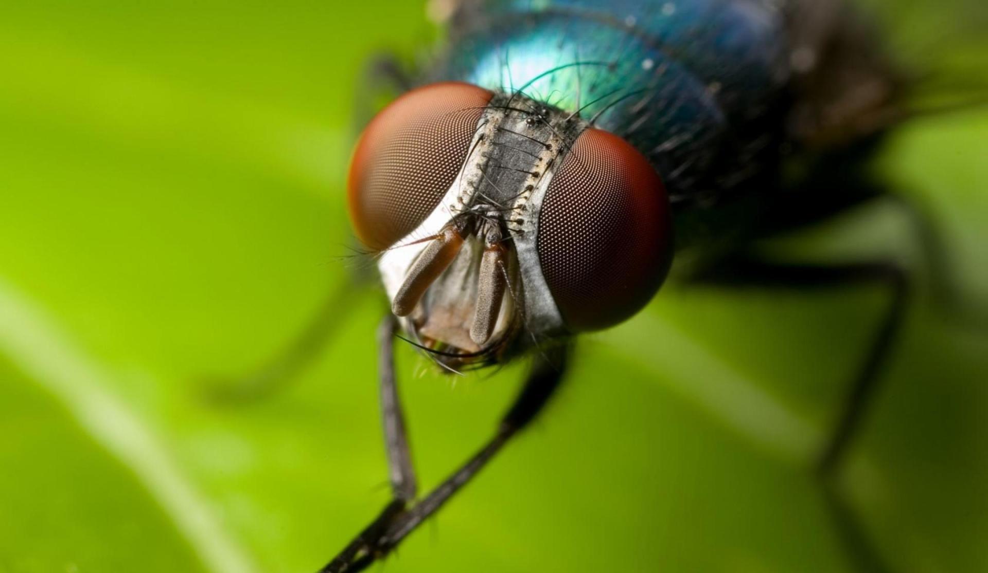 disinfestazione insetti