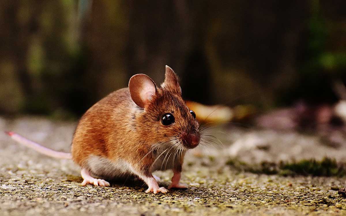 derattizzazione catania