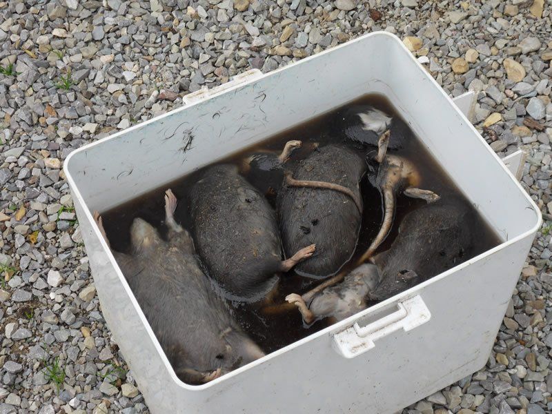 derattizzazione multipla