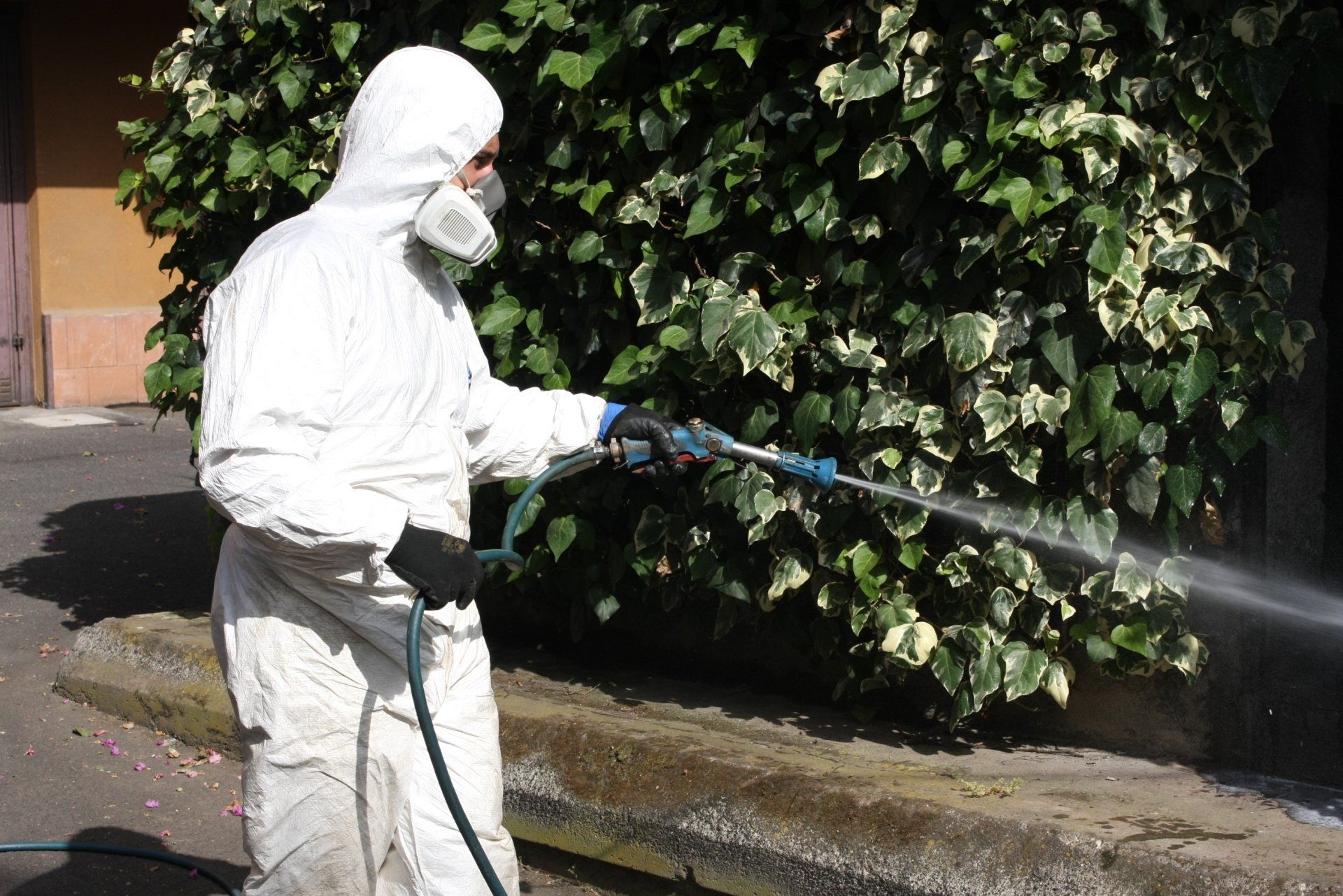 deblattizzazione da insetti