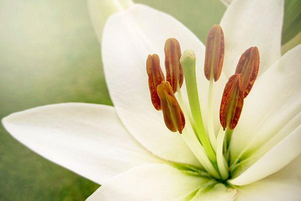 A close up of a white lily with red stamens.