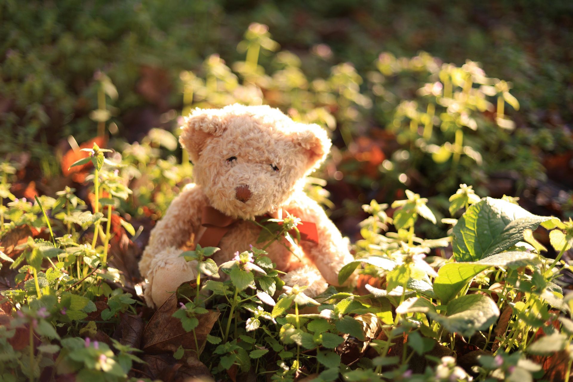 child's teddybear photo