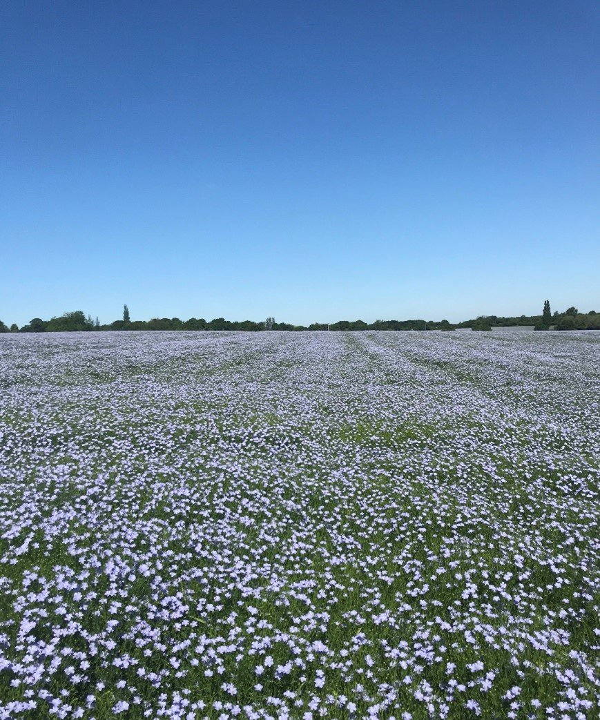 field of flowers