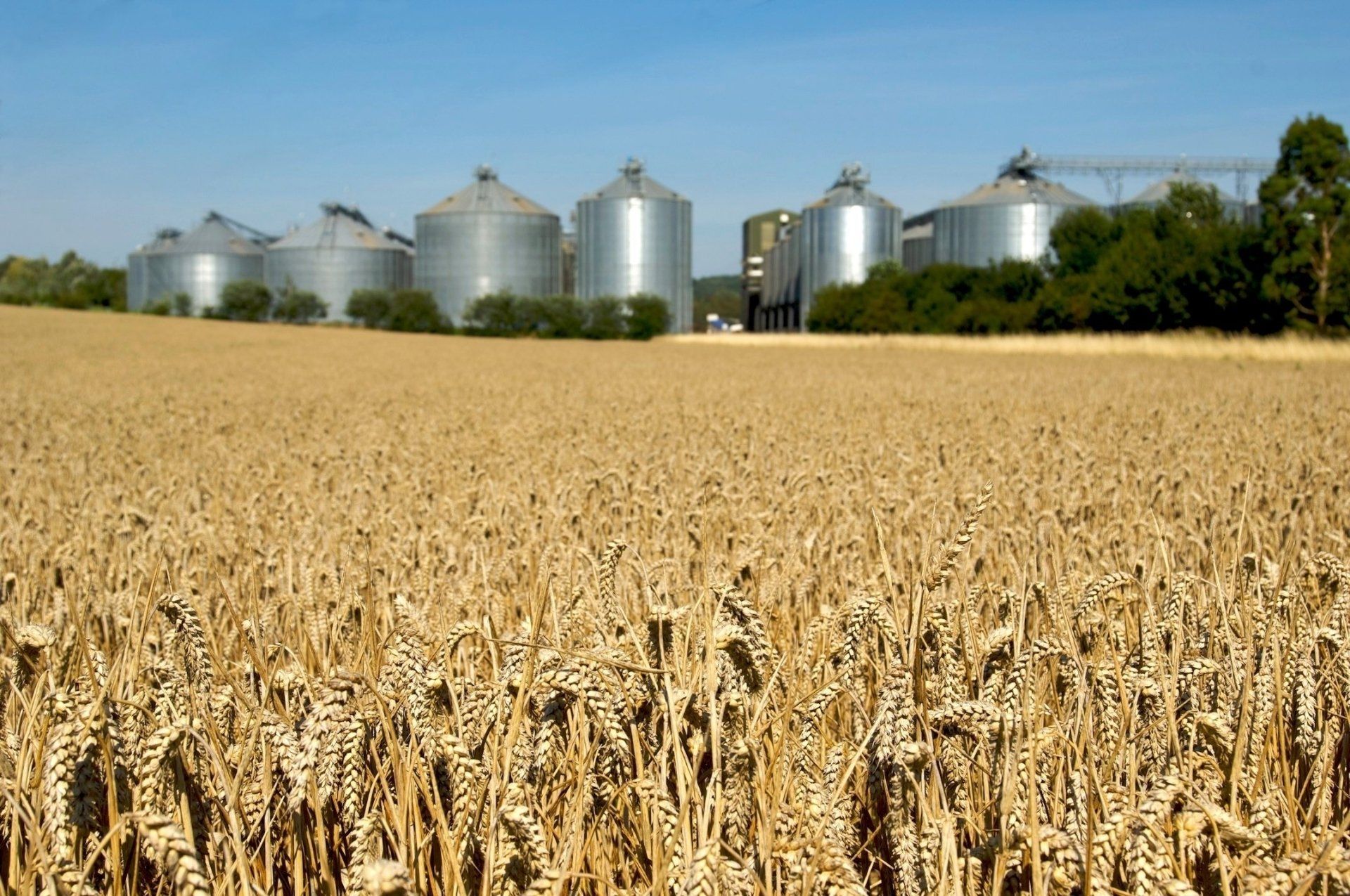 field of grain