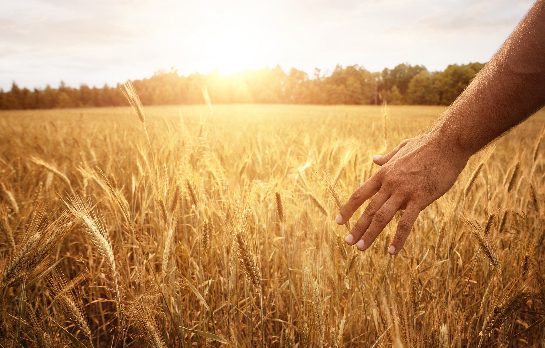 hand touching field of grain