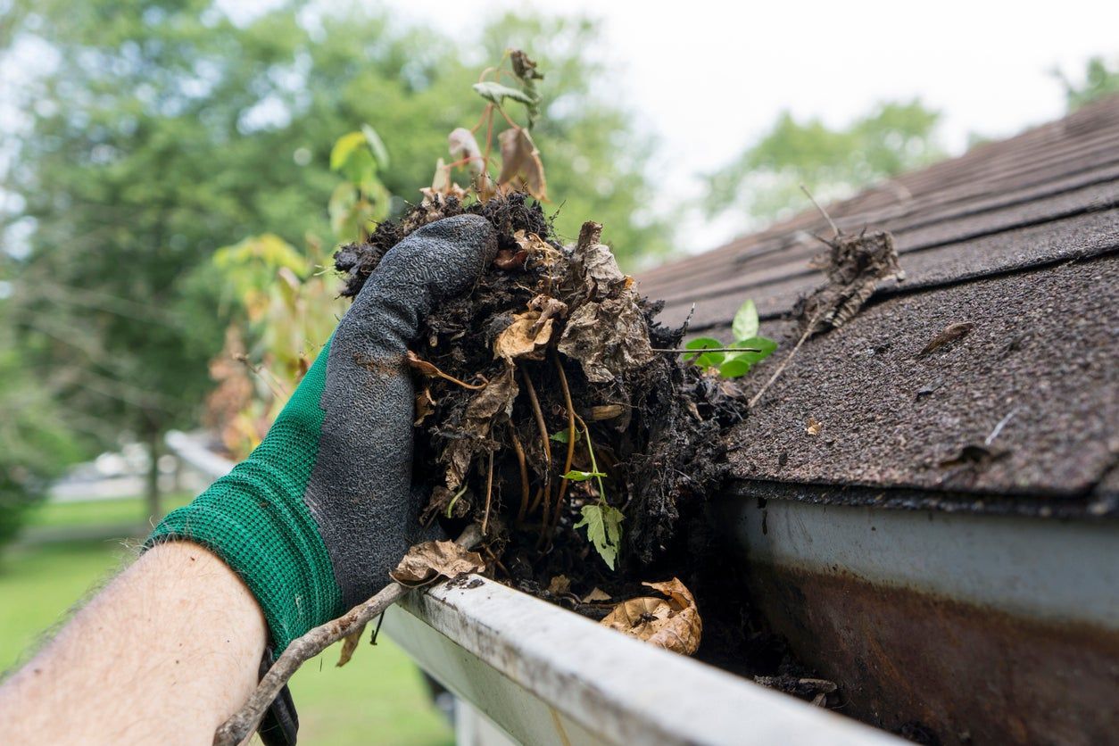 Gloved hand removing a clump of debris from a roof gutter under shingles
