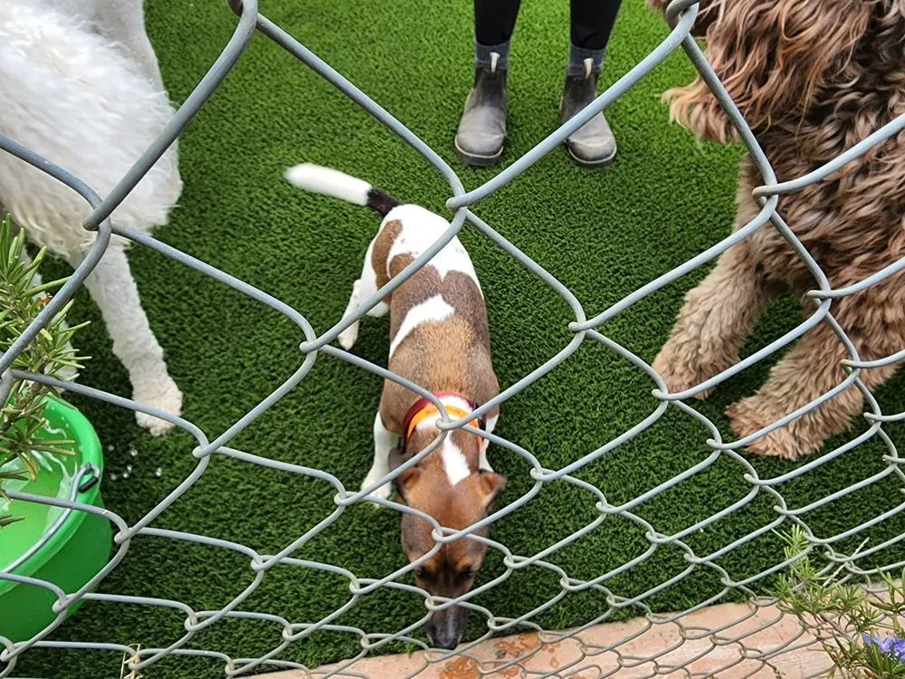 Dogs behind a chain-link fence on green grass, including a brown-and-white puppy with a leash