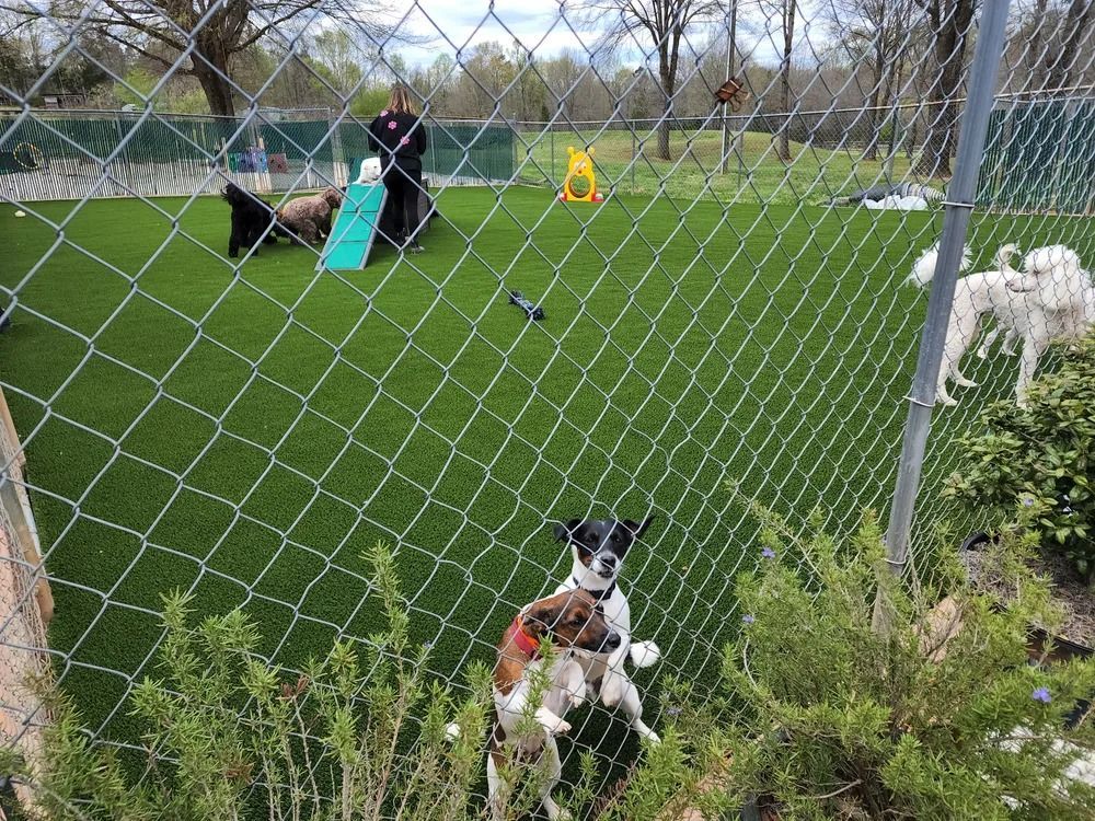 Golden retriever running on grass with a small black dog and a person in the background by a fence