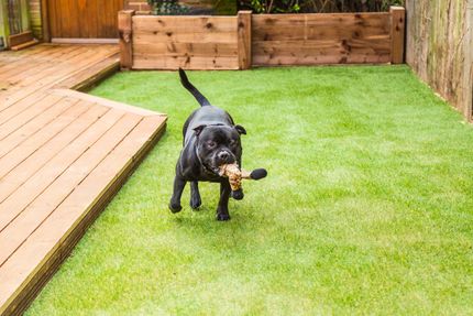 Small white-and-brown dog standing on green grass, tongue out, looking to the right.